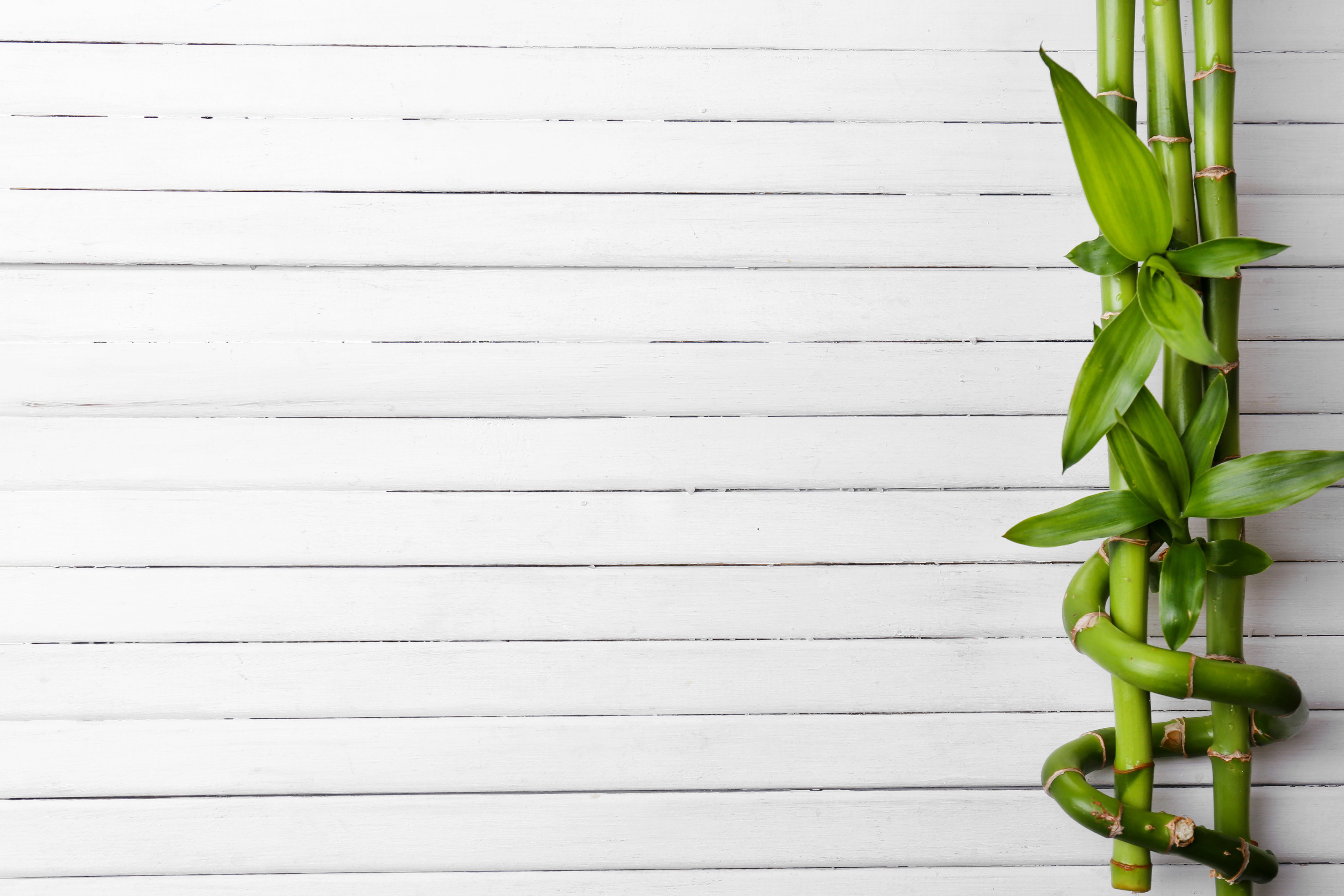 Spa Bamboo on Wooden Background